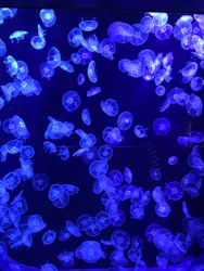 沖縄美ら海水族館に投稿された画像（2026/5/3）