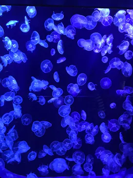 沖縄美ら海水族館に投稿された画像（2026/5/3）