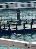 鳥羽湾めぐりとイルカ島に投稿された画像（2026/5/3）