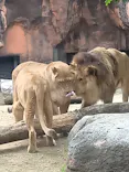 天王寺動物園に投稿された画像（2026/5/3）