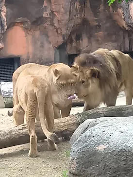 天王寺動物園に投稿された画像（2026/5/3）
