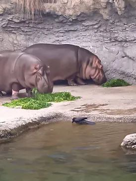 天王寺動物園に投稿された画像（2026/5/3）