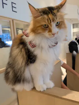 Cat Café MOFF 名古屋PARCO店に投稿された画像（2026/5/3）