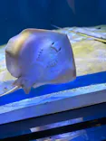 マリンワールド海の中道に投稿された画像（2026/5/3）