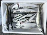 安良里漁港 係船釣りに投稿された画像（2026/5/3）