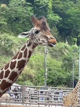 多摩動物公園に投稿された画像（2026/5/3）