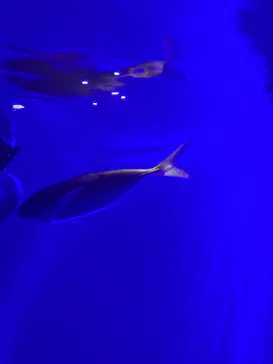 シン・マリホ水族館に投稿された画像（2026/5/3）