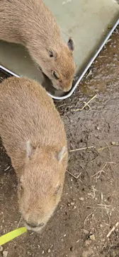 伊豆シャボテン動物公園に投稿された画像（2026/5/3）