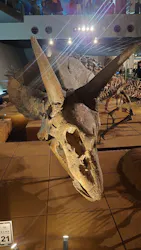 福井県立恐竜博物館に投稿された画像（2026/5/3）