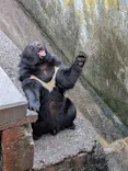 奥飛騨クマ牧場に投稿された画像（2026/5/3）