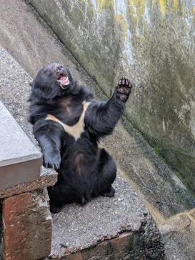 奥飛騨クマ牧場に投稿された画像（2026/5/3）