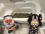 牛込海岸潮干狩りに投稿された画像（2026/5/3）