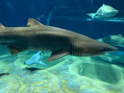アクアワールド茨城県大洗水族館に投稿された画像（2026/5/3）