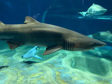 アクアワールド茨城県大洗水族館に投稿された画像（2026/5/3）