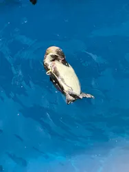 アクアワールド茨城県大洗水族館に投稿された画像（2026/5/3）