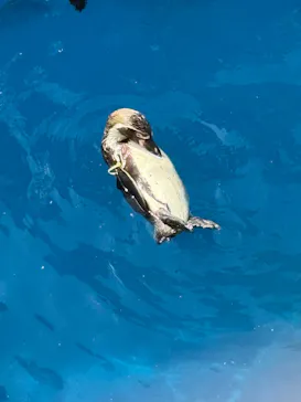 アクアワールド茨城県大洗水族館に投稿された画像（2026/5/3）