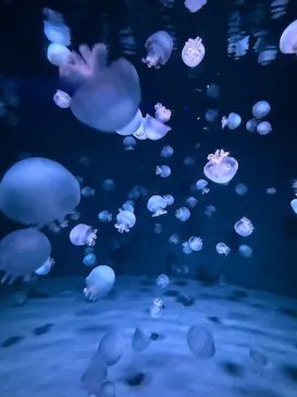 京都鉄道博物館×京都水族館に投稿された画像（2026/5/3）