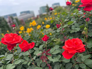 京成バラ園に投稿された画像（2026/5/3）