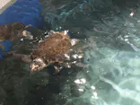 名古屋港水族館に投稿された画像（2026/5/3）