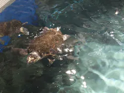 名古屋港水族館に投稿された画像（2026/5/3）