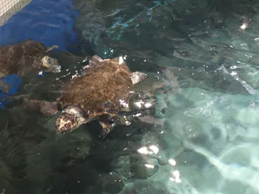 名古屋港水族館に投稿された画像（2026/5/3）