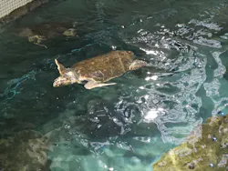 名古屋港水族館に投稿された画像（2026/5/3）