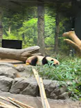 恩賜上野動物園に投稿された画像（2026/5/3）