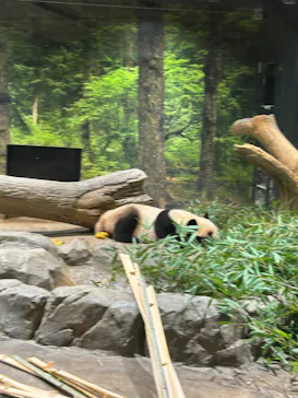 【旧】　上野動物園に投稿された画像（2026/5/3）