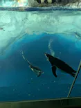 名古屋港水族館に投稿された画像（2026/5/3）