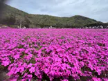 富士芝桜まつり(富士本栖湖リゾート)に投稿された画像（2026/5/3）