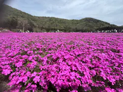 富士芝桜まつり(富士本栖湖リゾート)に投稿された画像（2026/5/3）