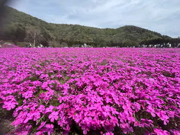富士芝桜まつり(富士本栖湖リゾート)に投稿された画像（2026/5/3）