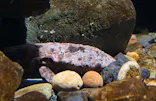 シン・マリホ水族館に投稿された画像（2026/5/3）