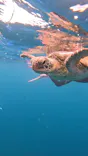 石垣島　ウミガメシュノーケル　マリンショップHAPPYに投稿された画像（2026/5/3）