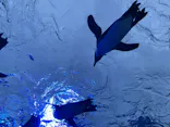 サンシャイン水族館に投稿された画像（2026/5/3）