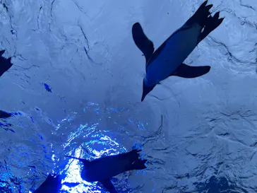 サンシャイン水族館に投稿された画像（2026/5/3）