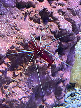 サンシャイン水族館に投稿された画像（2026/5/3）