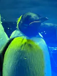 島根県立 しまね海洋館に投稿された画像（2026/5/3）