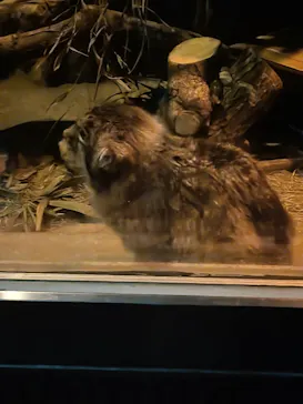 恩賜上野動物園に投稿された画像（2026/5/3）