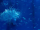 アクアワールド茨城県大洗水族館に投稿された画像（2026/5/3）