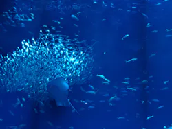 アクアワールド茨城県大洗水族館に投稿された画像（2026/5/3）
