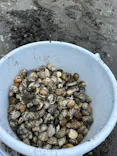 牛込海岸潮干狩りに投稿された画像（2026/5/4）