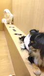 いぬカフェRio 浅草店に投稿された画像（2026/5/4）