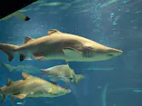 アクアワールド茨城県大洗水族館に投稿された画像（2026/5/4）
