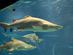 アクアワールド茨城県大洗水族館に投稿された画像（2026/5/3）