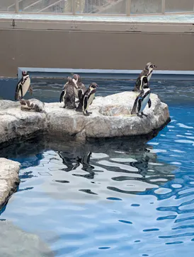 アクアワールド茨城県大洗水族館に投稿された画像（2026/5/3）