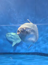 アクアワールド茨城県大洗水族館に投稿された画像（2026/5/3）