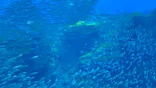 仙台うみの杜水族館に投稿された画像（2026/5/4）