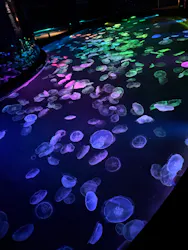 すみだ水族館に投稿された画像（2026/5/3）