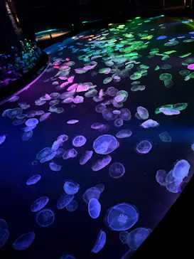 すみだ水族館に投稿された画像（2026/5/3）